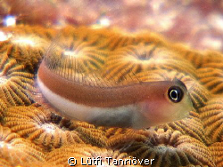 Hello..
A little blenny by Lütfi Tanrıöver 
